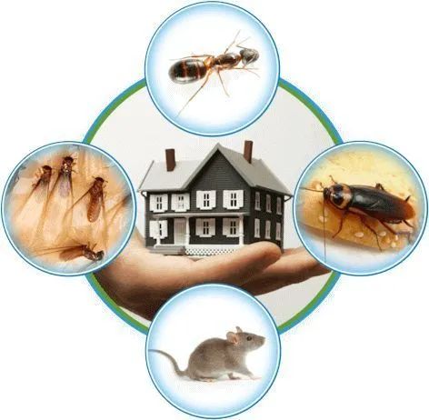 Dedetização geral profissional  - Foto 2