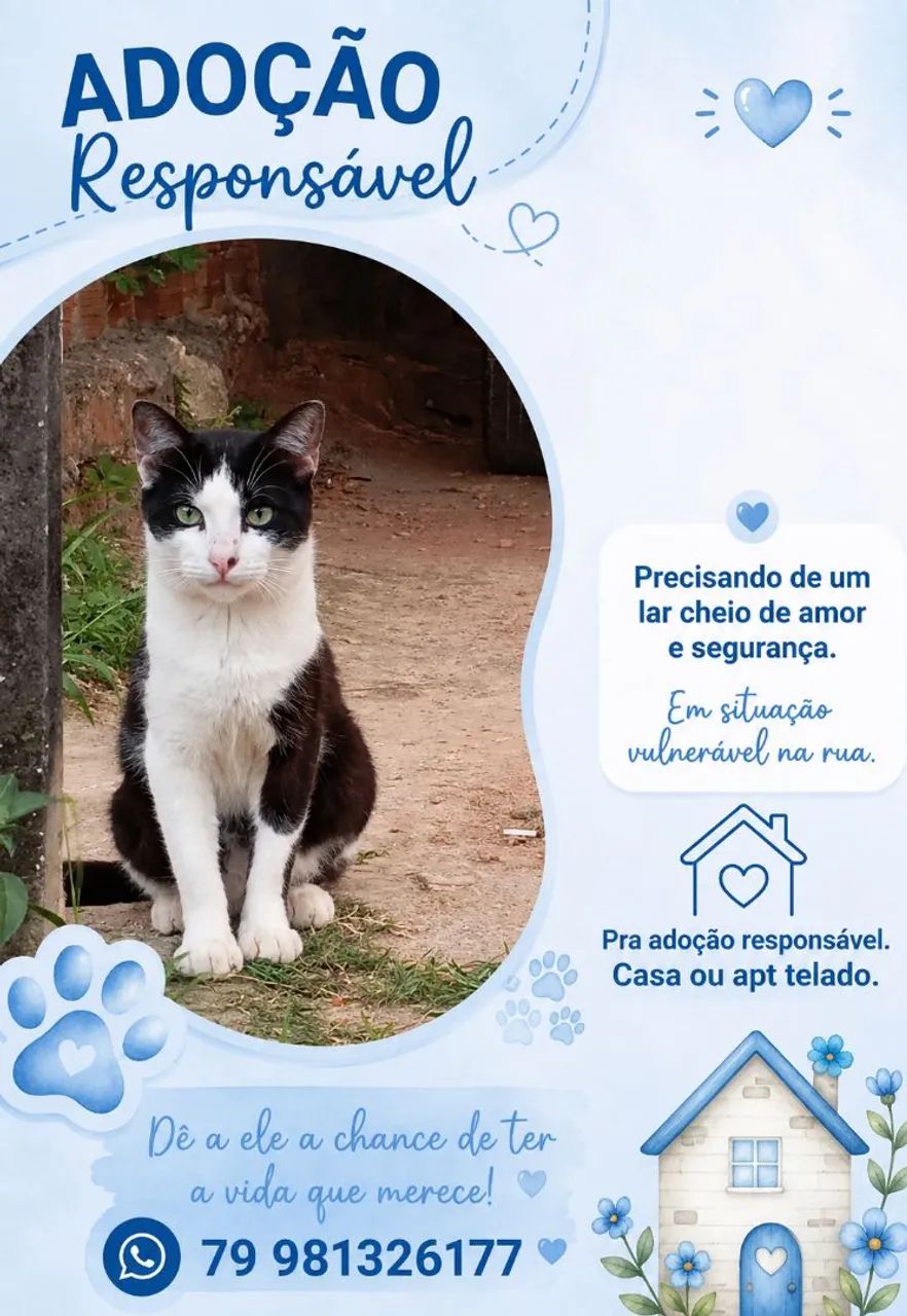 ADOÇÃO DE GATOS - Foto 3