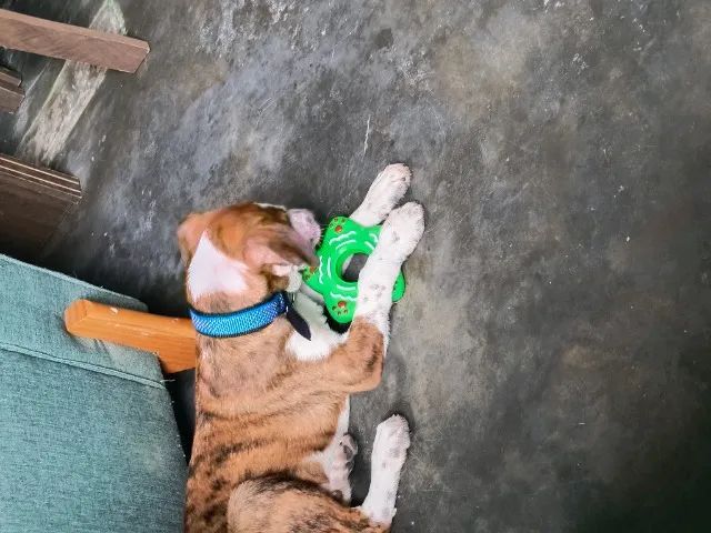 Cachorro  - Foto 2