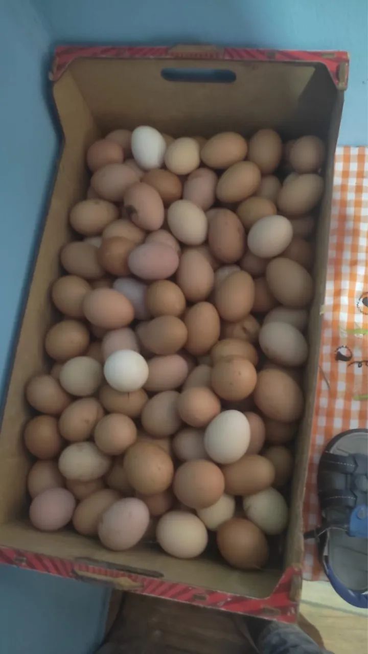 CAIPIRA OVOS - Foto 3
