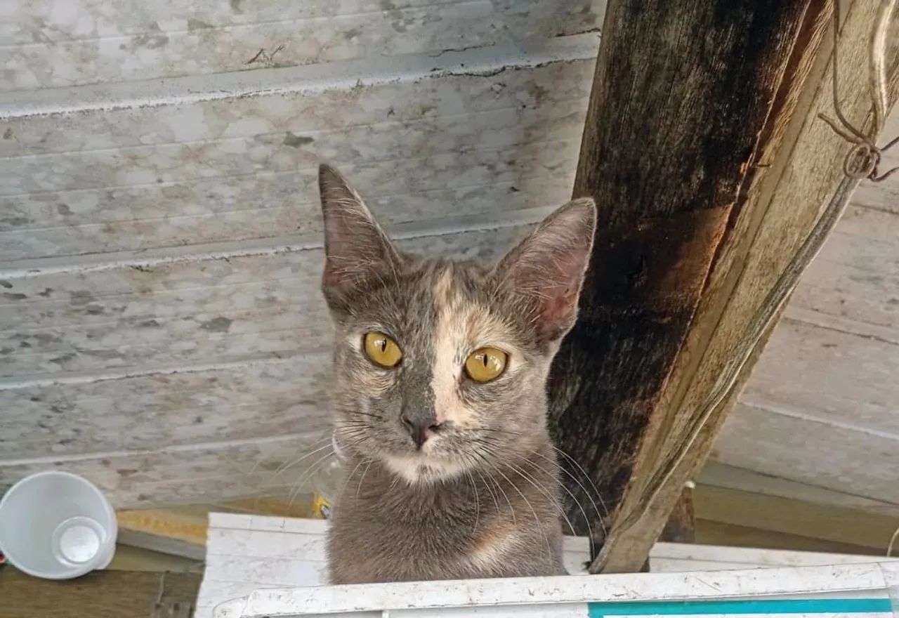 Gata 8 meses, já castrada - Foto 2