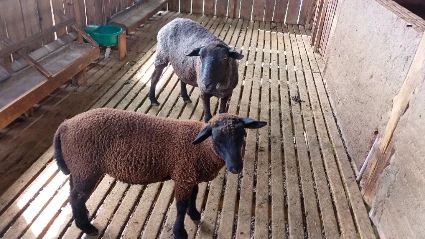 Ovelha texel com cordeiro 