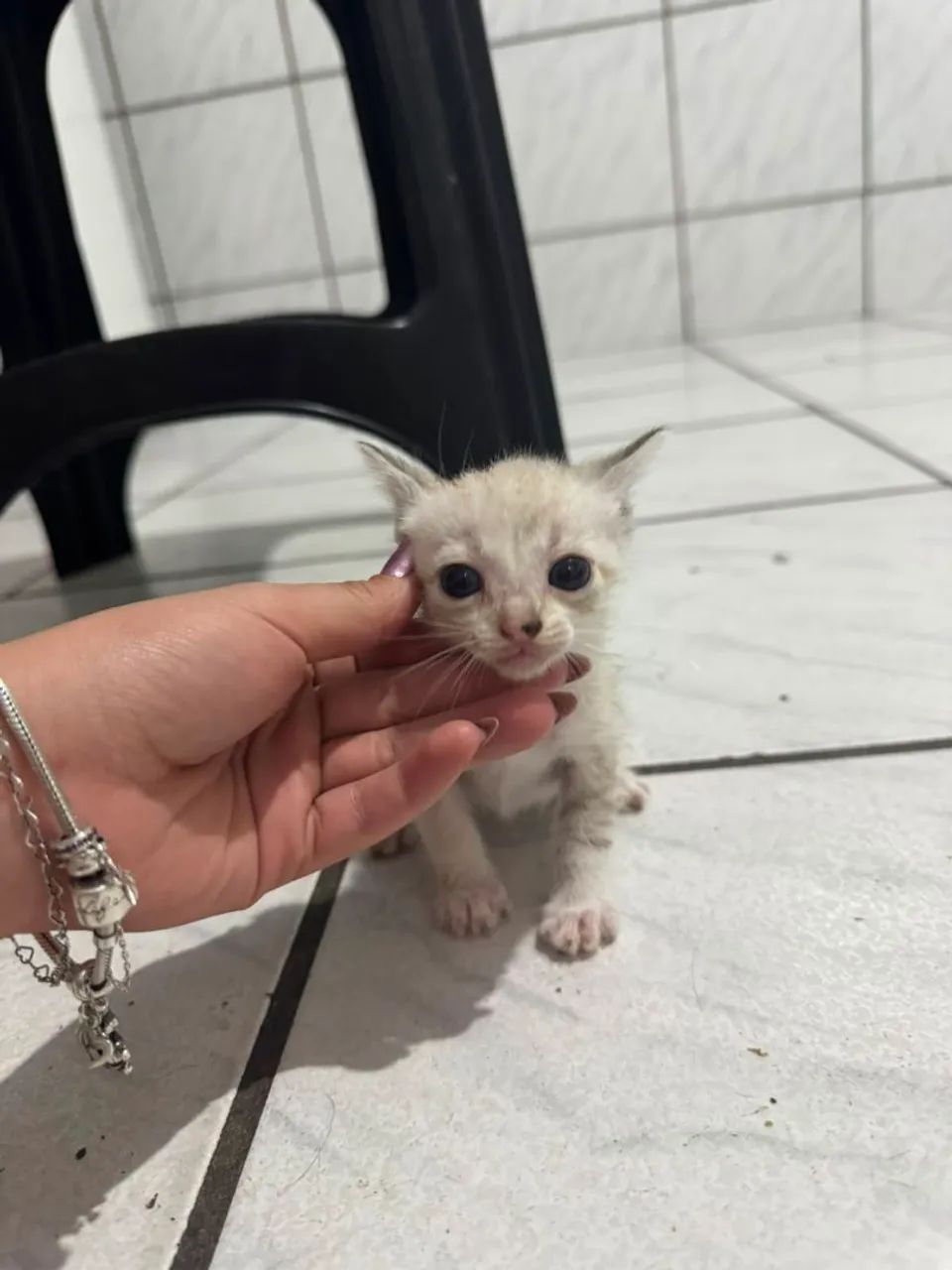 GATINHOS PARA ADOÇÃO  - Foto 5