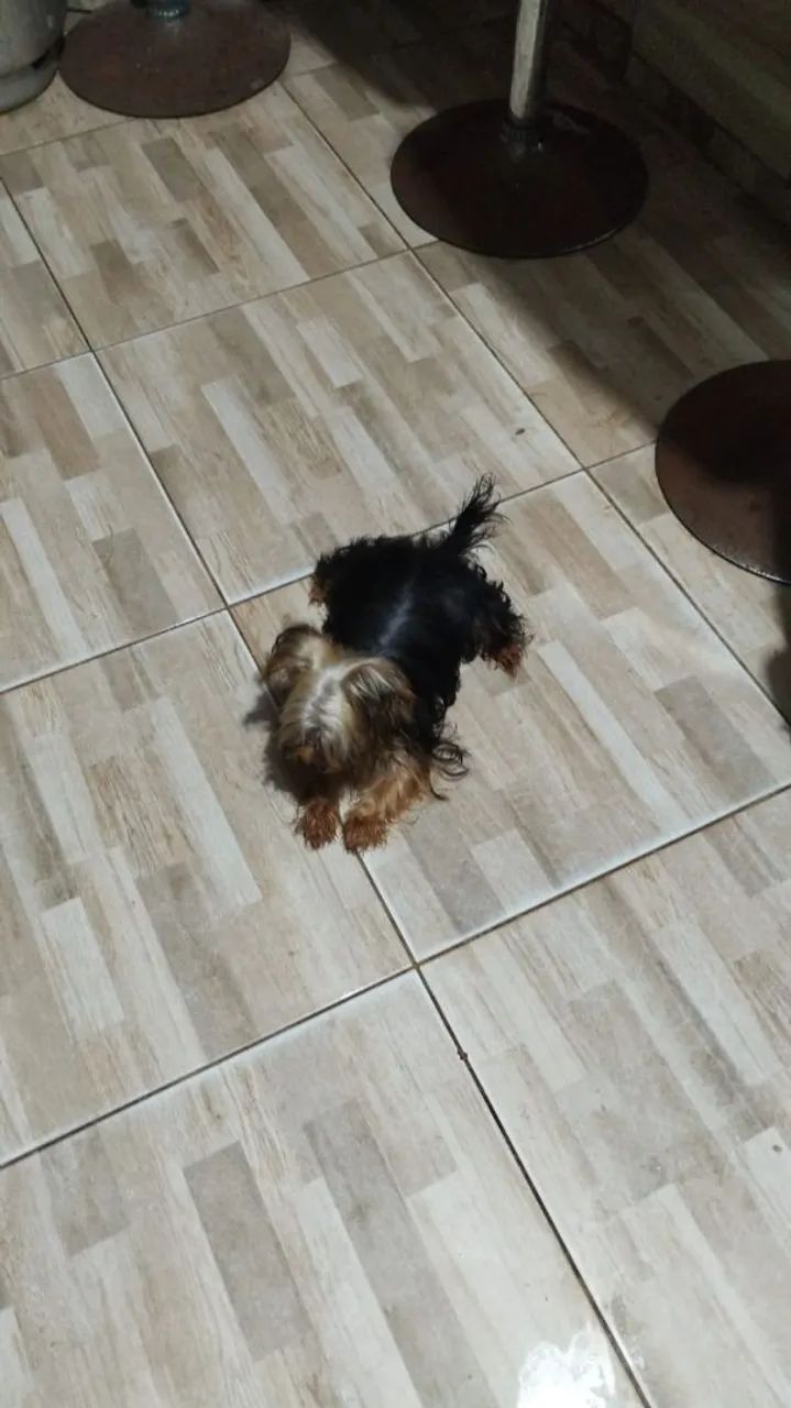 Yorkshire micro  Terrier  - Foto 2