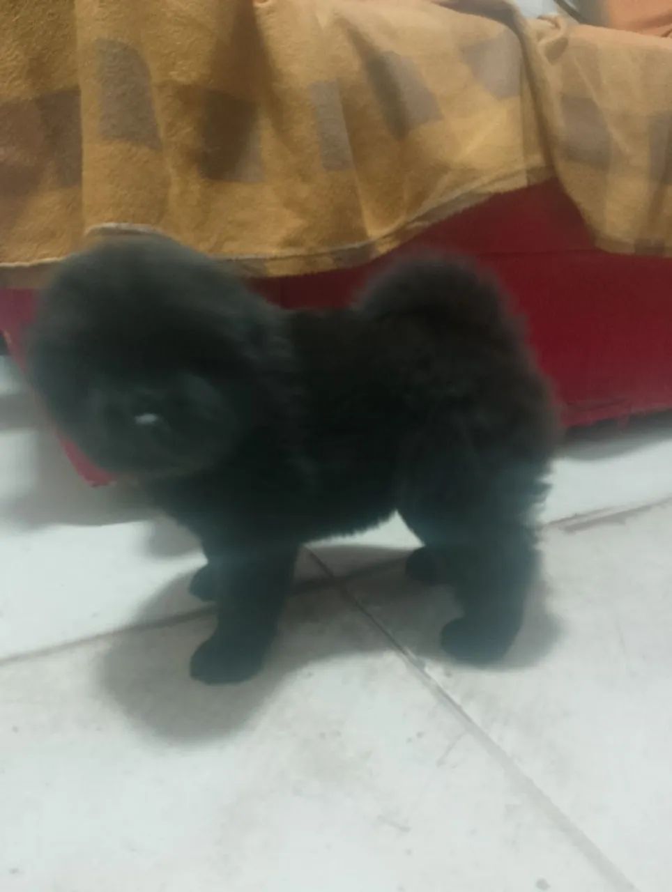 Chow Chow ? - Foto 3
