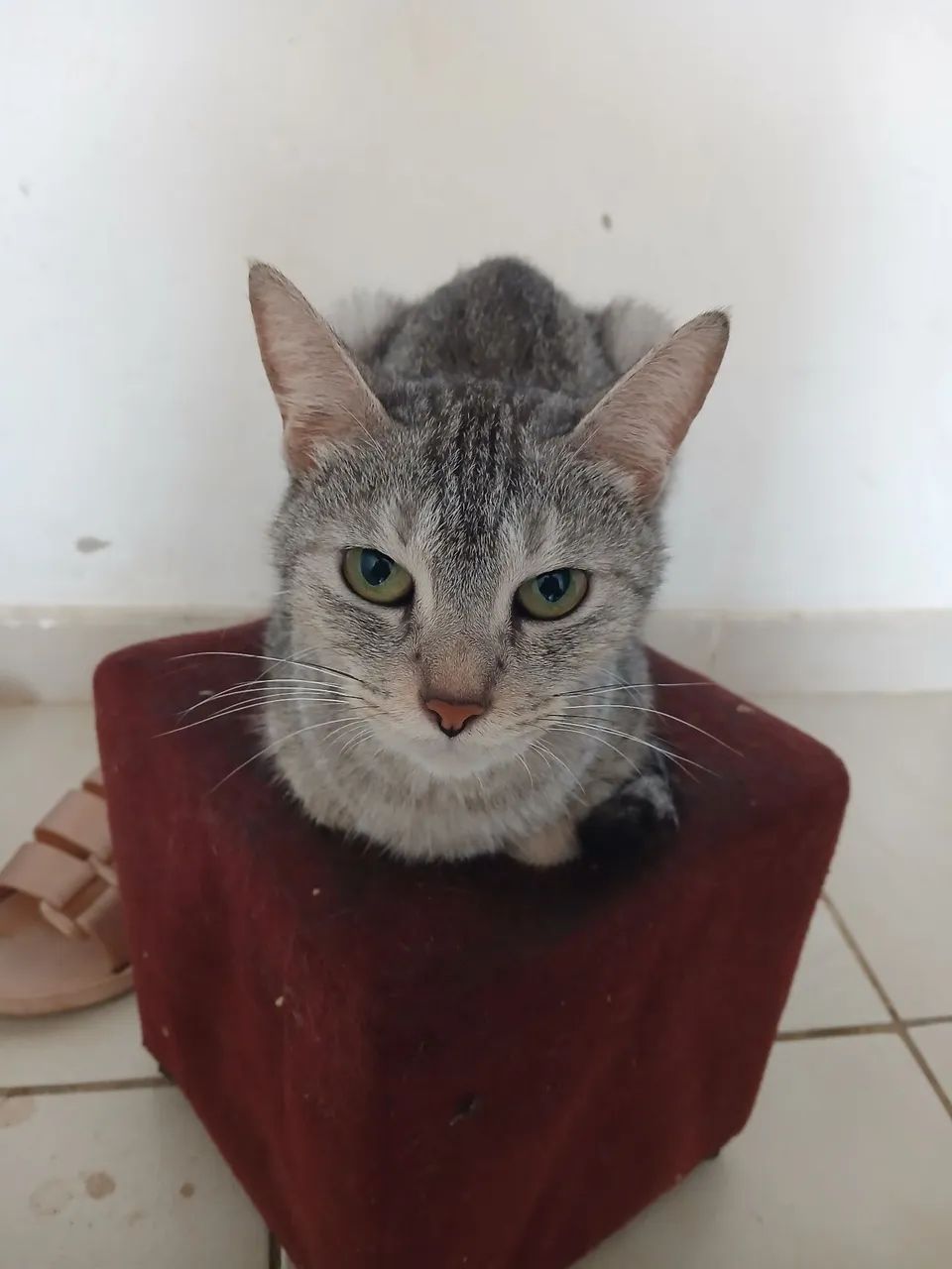Gata para doação ela é dócio  - Foto 2