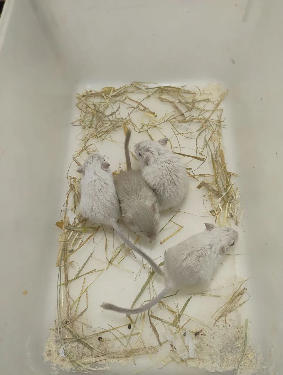 Gerbil / Esquilo da Mongólia  - Foto 3