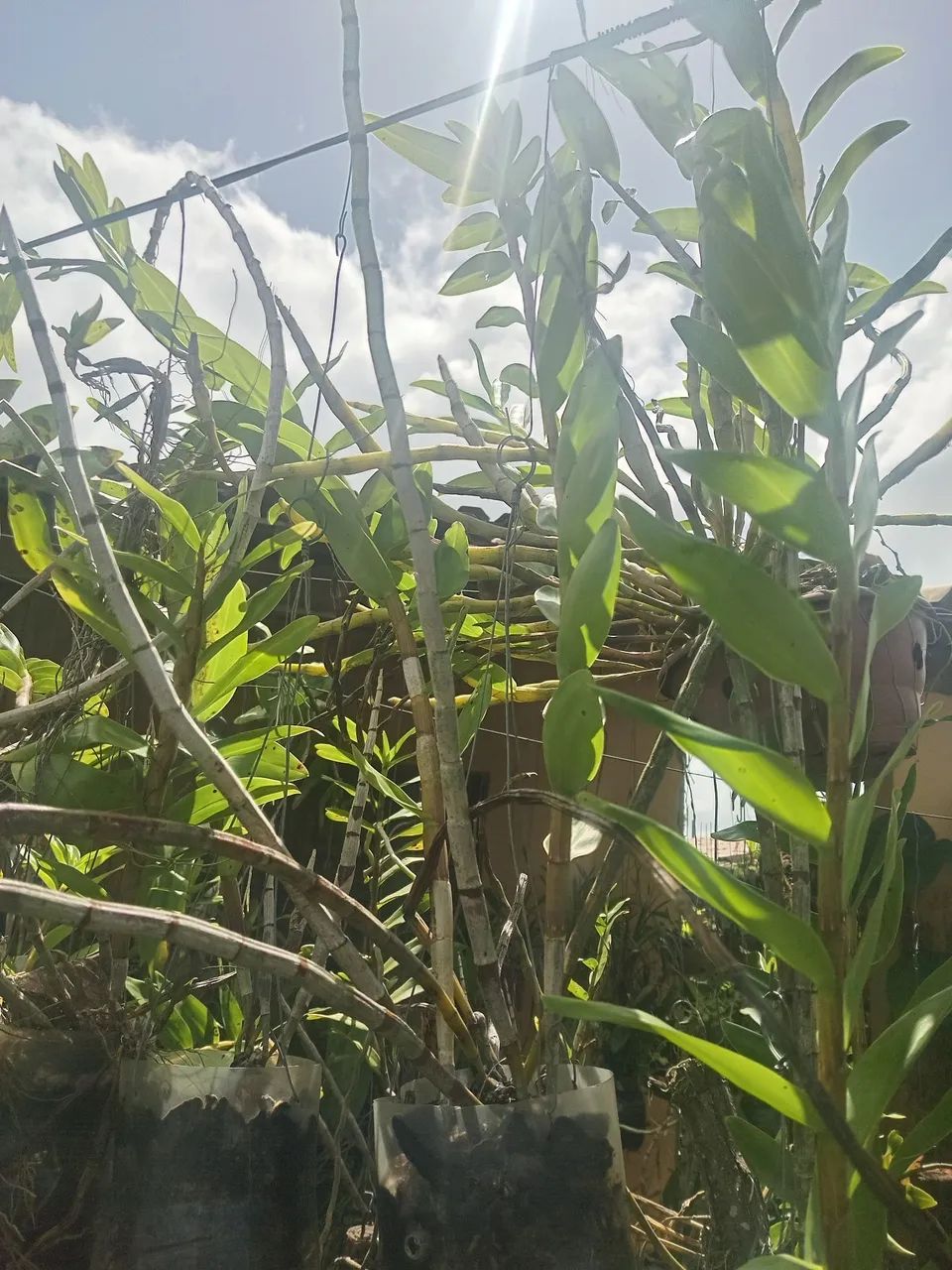 Dendobrium moschatum  - Foto 2