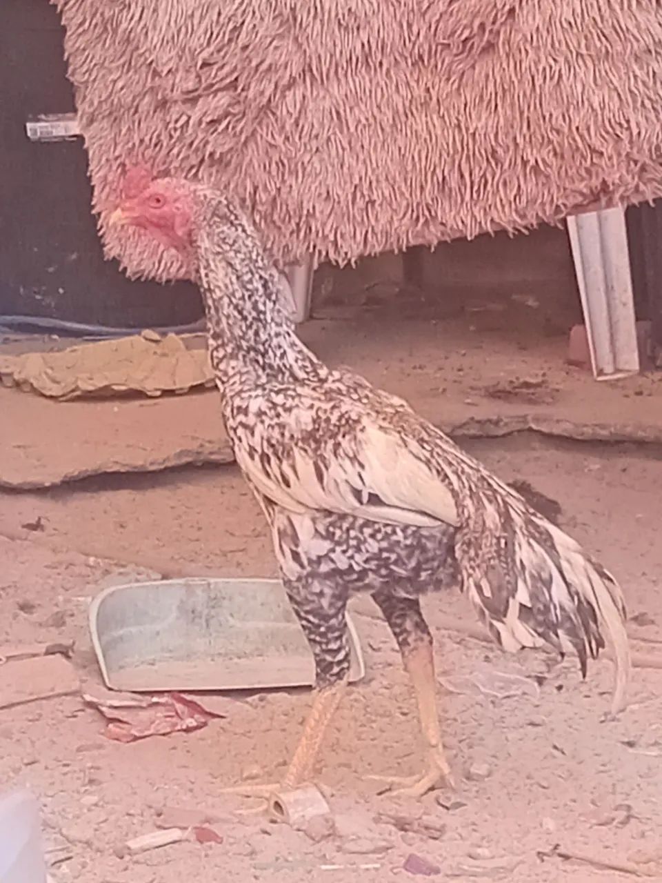 Frango de raça  - Foto 2