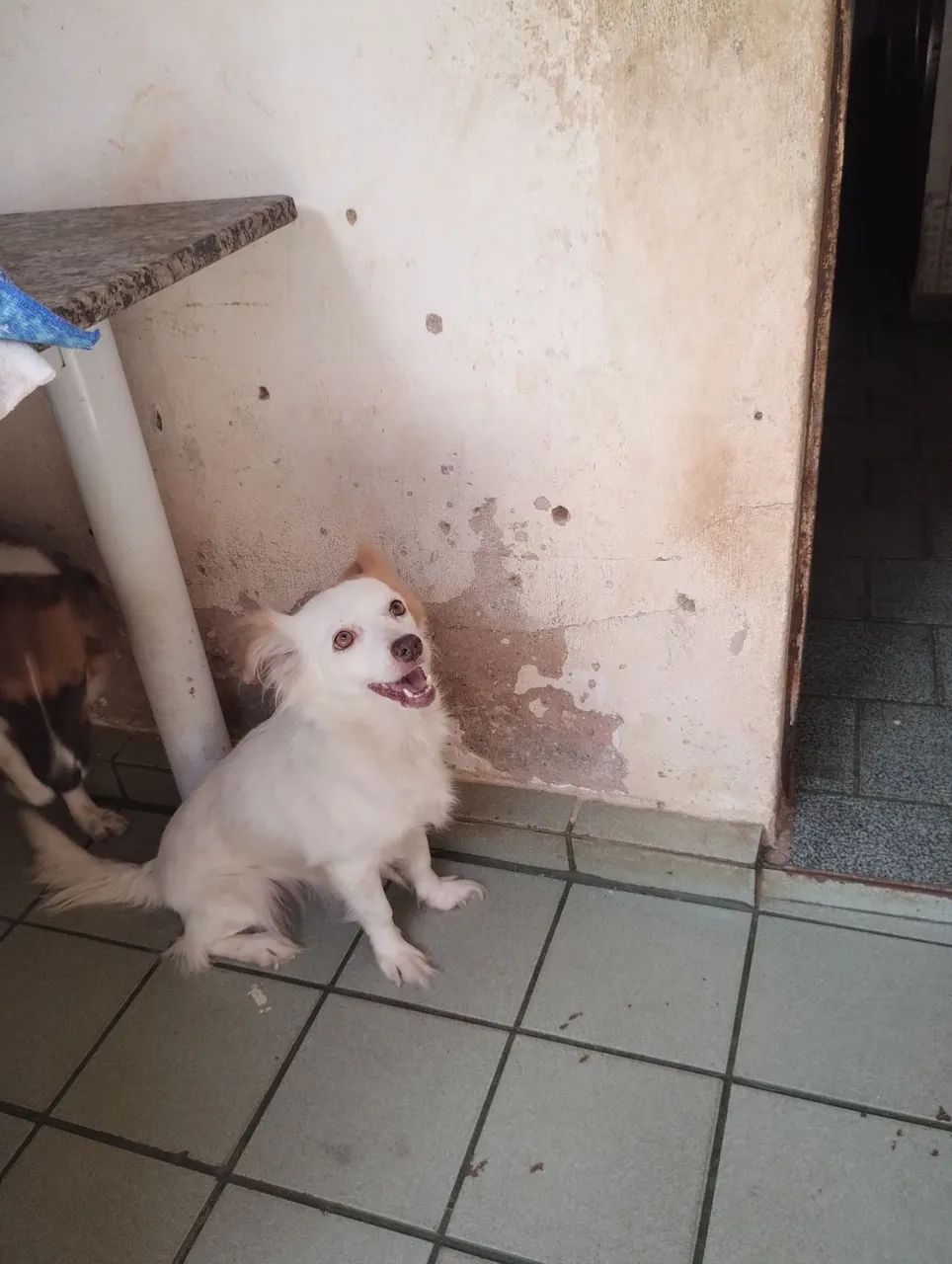Doação de cachorras  NINA E BELINHA  - Foto 2