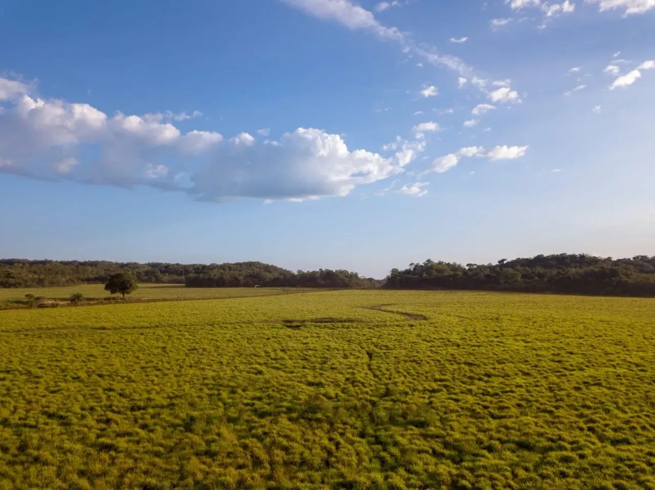 Fazenda a venda 18.800 hectares em Goiatins Tocantins!!! - Foto 5