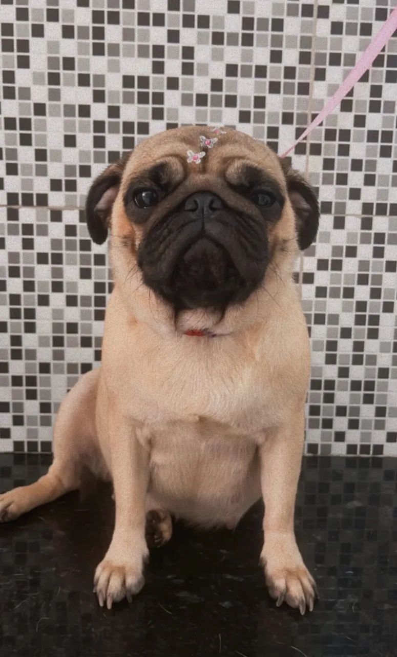 Pug procura namorado 