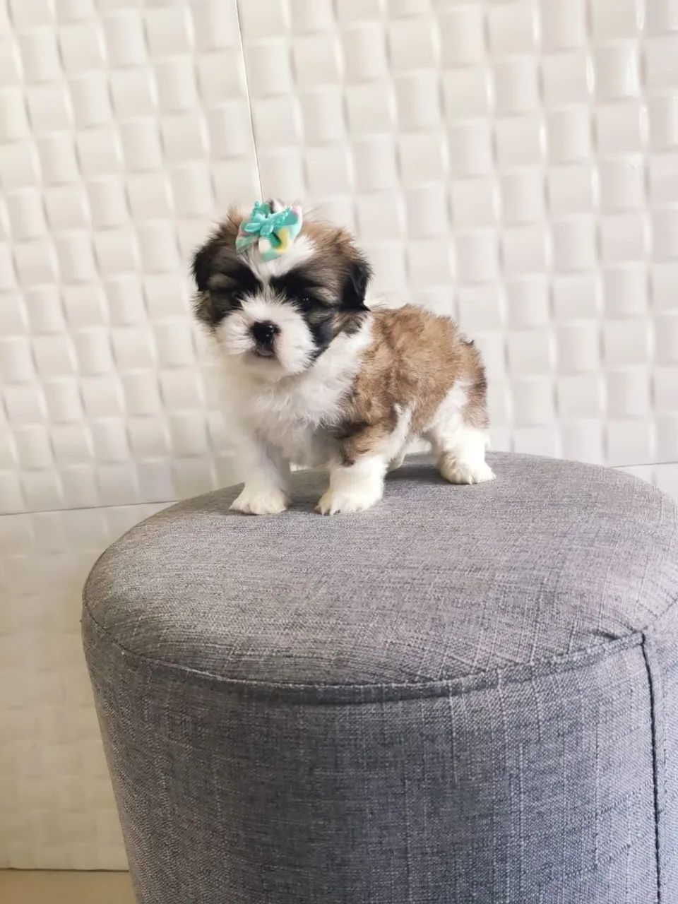 Shih Tzu  - Foto 2