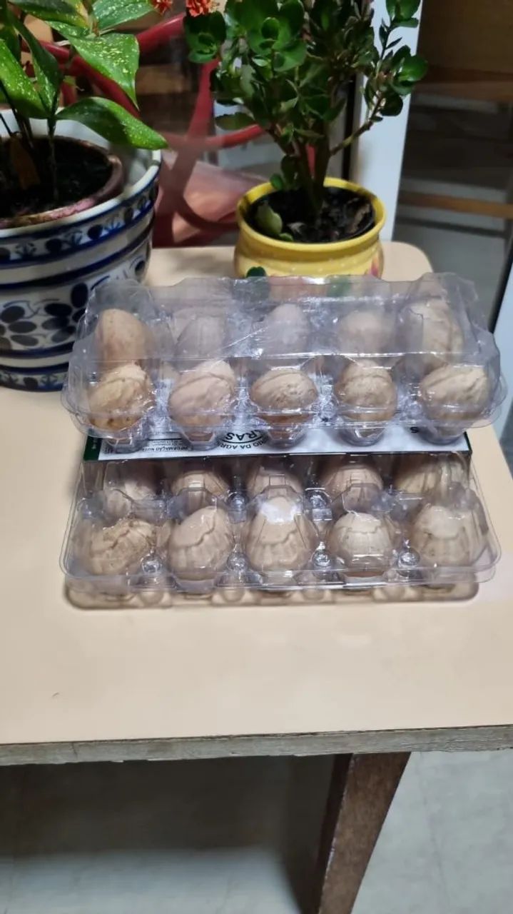 Vendo ovos de angola/cocá por 24,00 a dúzia  - Foto 2