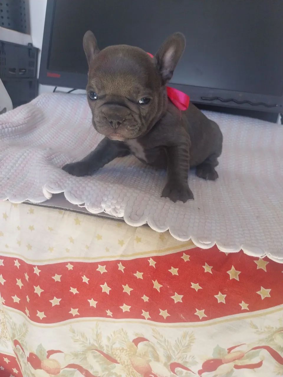 Buldogue Francês  - Foto 3