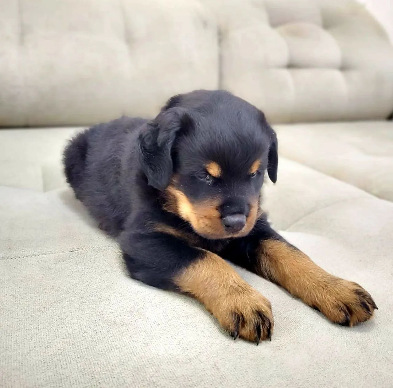 Esplêndido rottweiler alemão gigante  - Foto 3