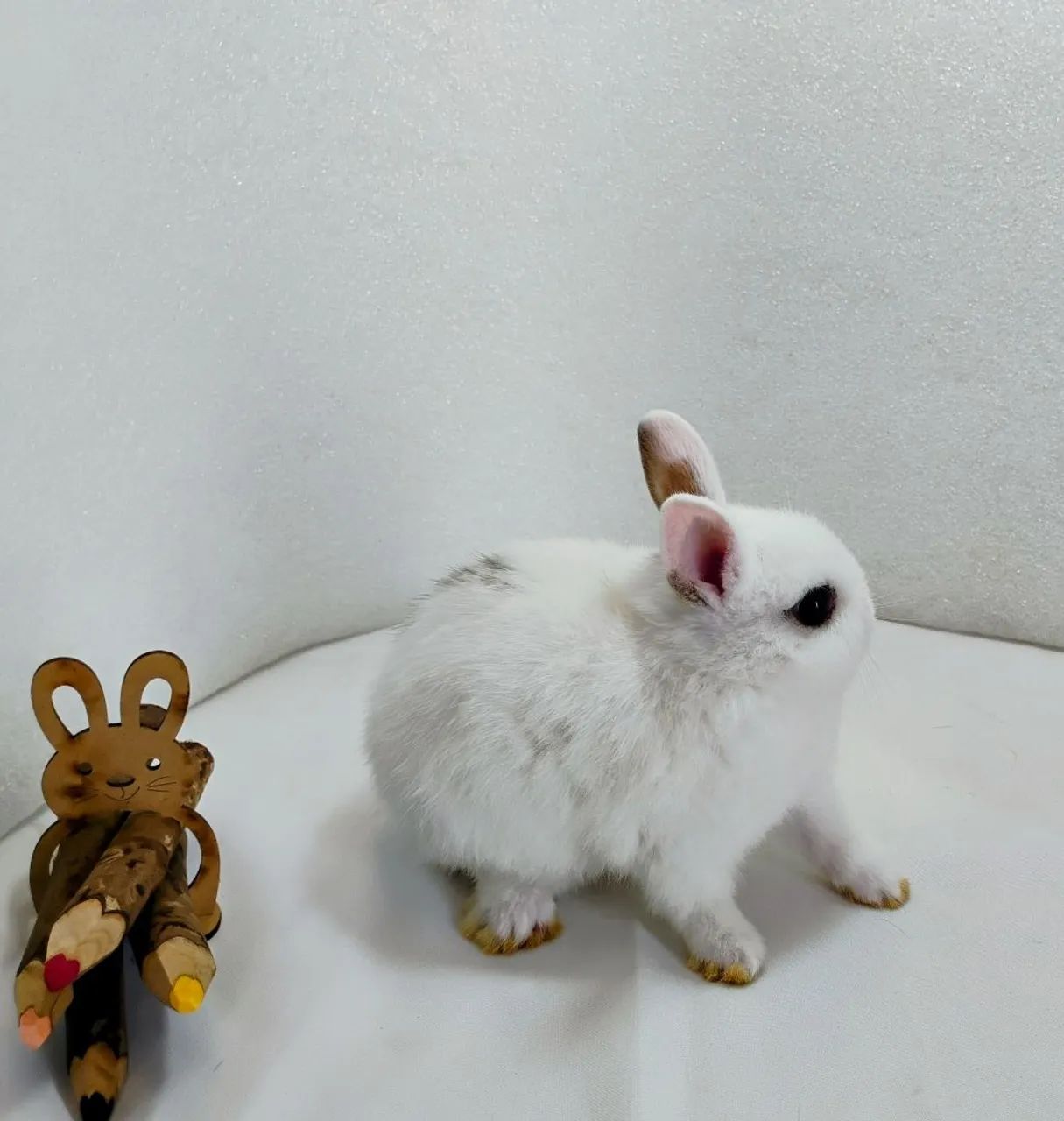 Lindos Filhotes Disponíveis Mini Coelhos  - Foto 6