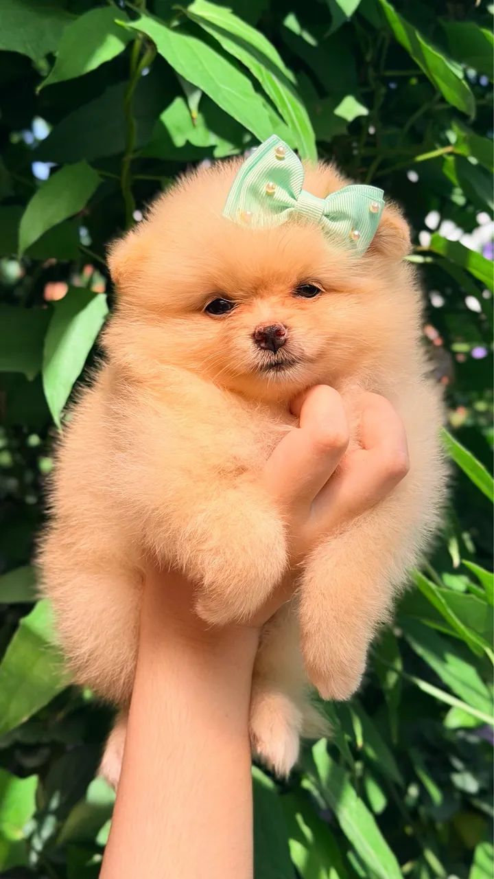 Spitz alemão fêmea