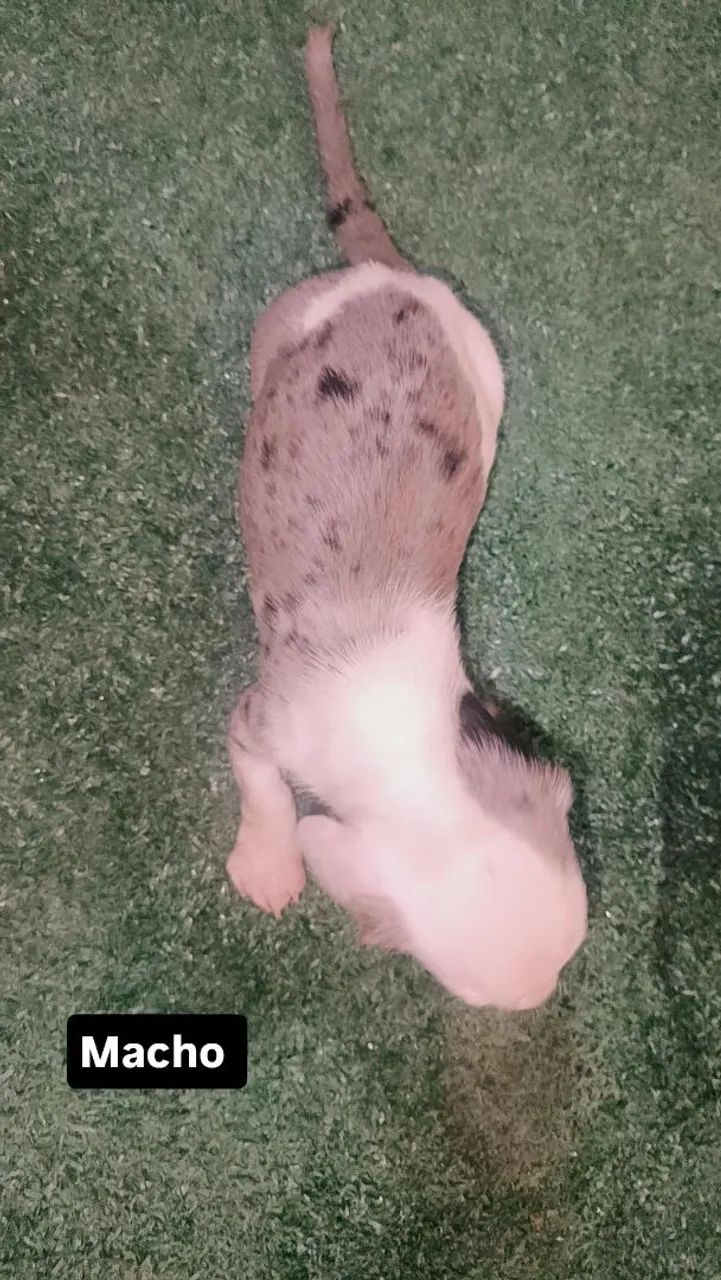 Venda de cachorro  - Foto 2