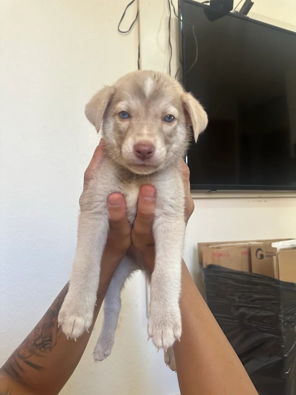 Husky siberiano  - Foto 4