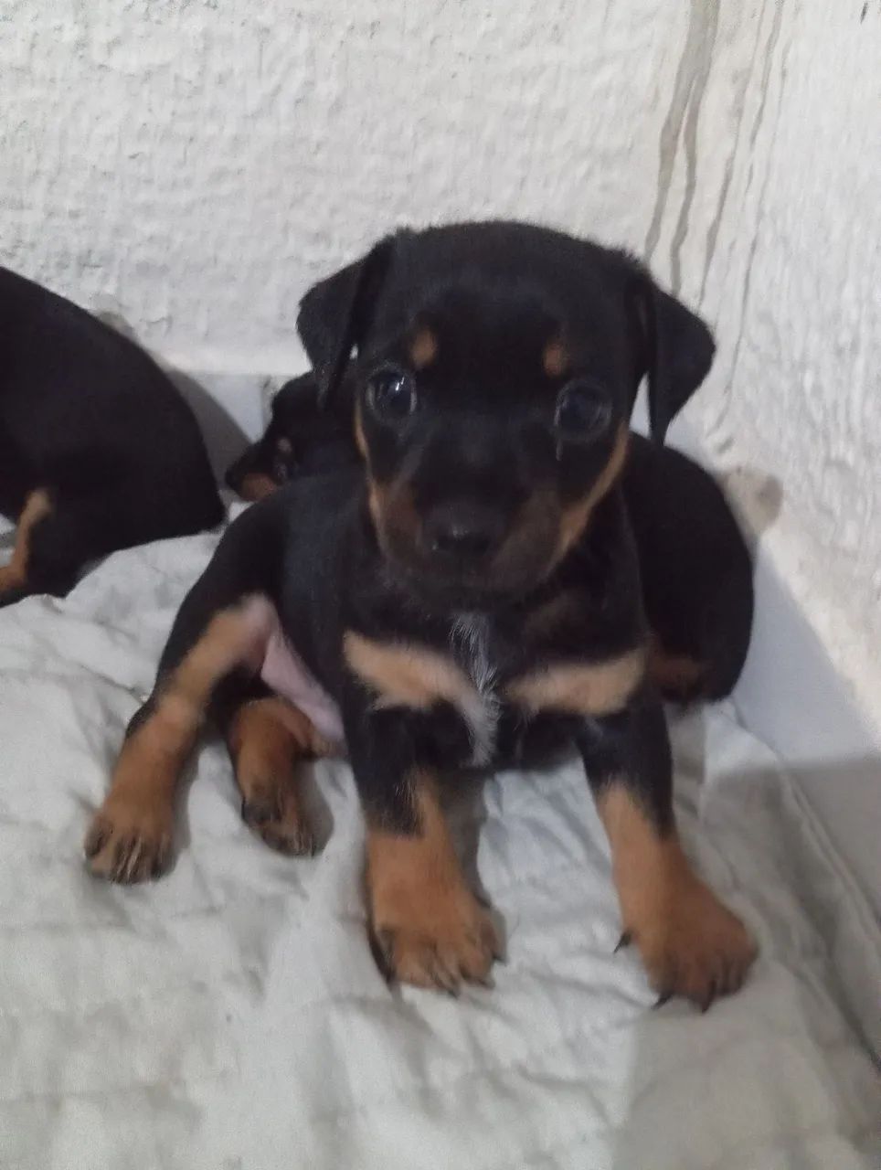  Pincher disponível  - Foto 2