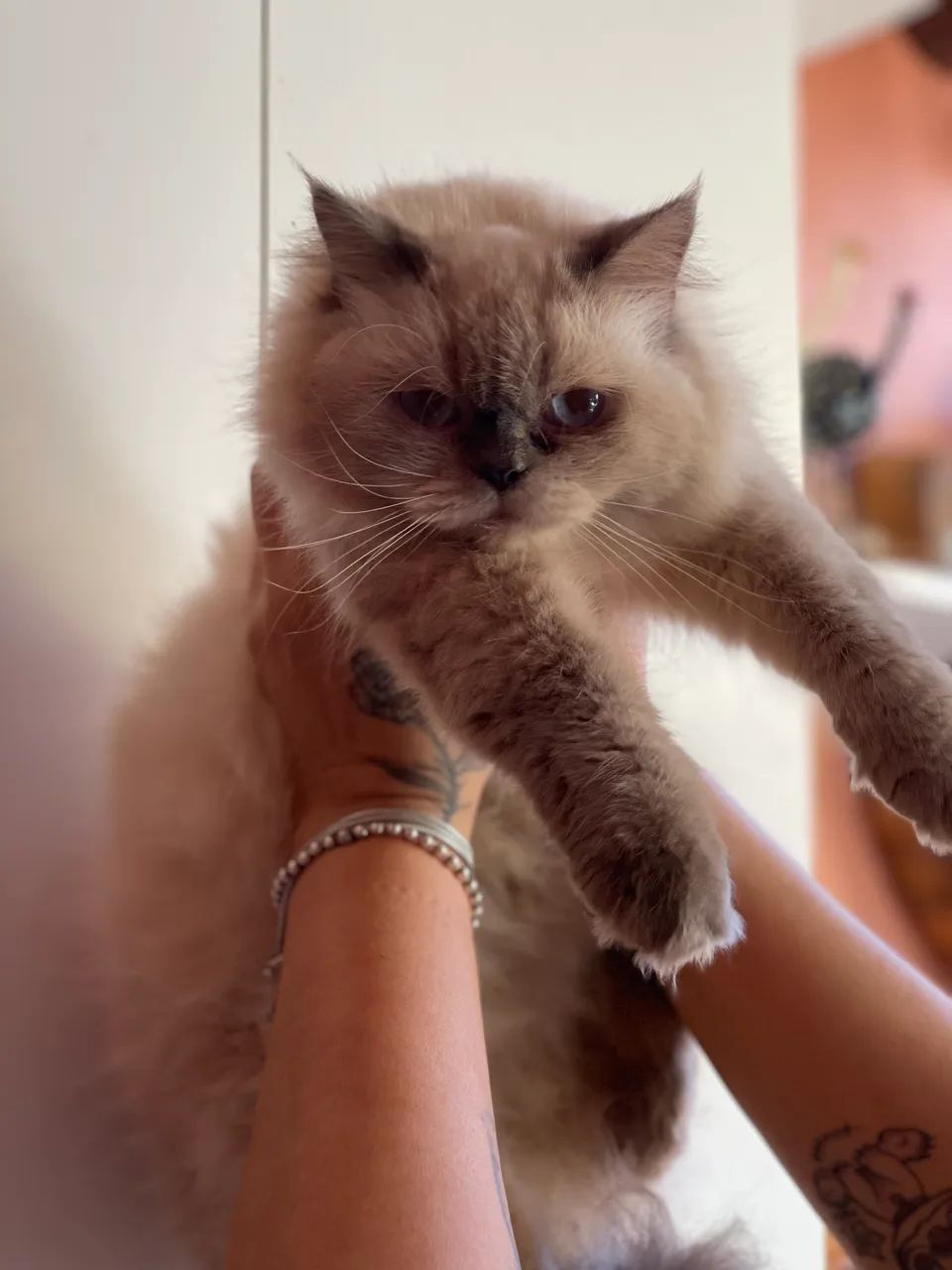 Gata persa  - Foto 4
