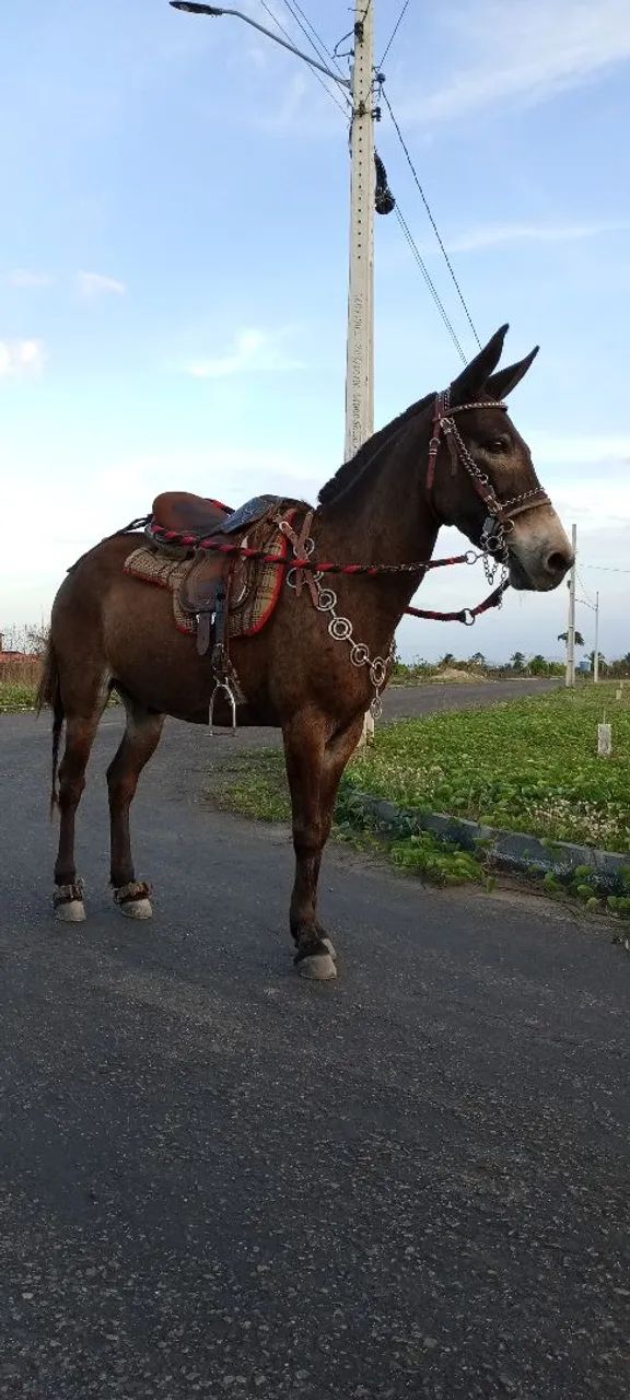 Burro Machador  - Foto 2