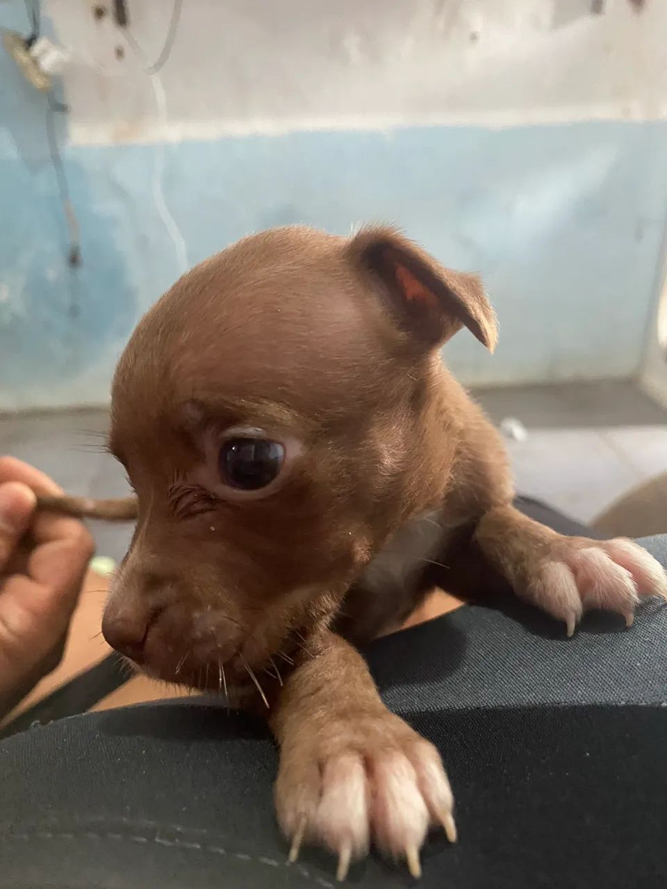 Cachorro filho de pitbull com vira lata - Foto 3
