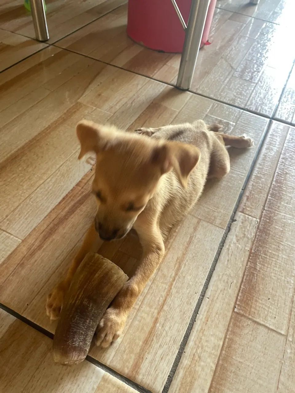 Cachorrinha  - Foto 4