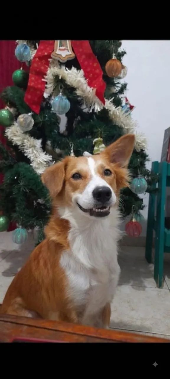 Adoção responsável do Boris - Castrado  - Foto 2