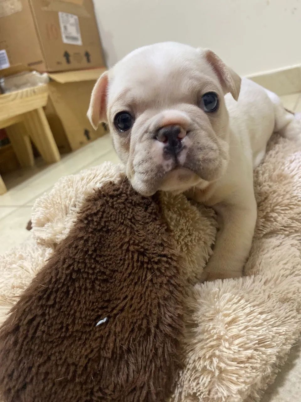 Filhotes de Buldogue Francês ? - Foto 2