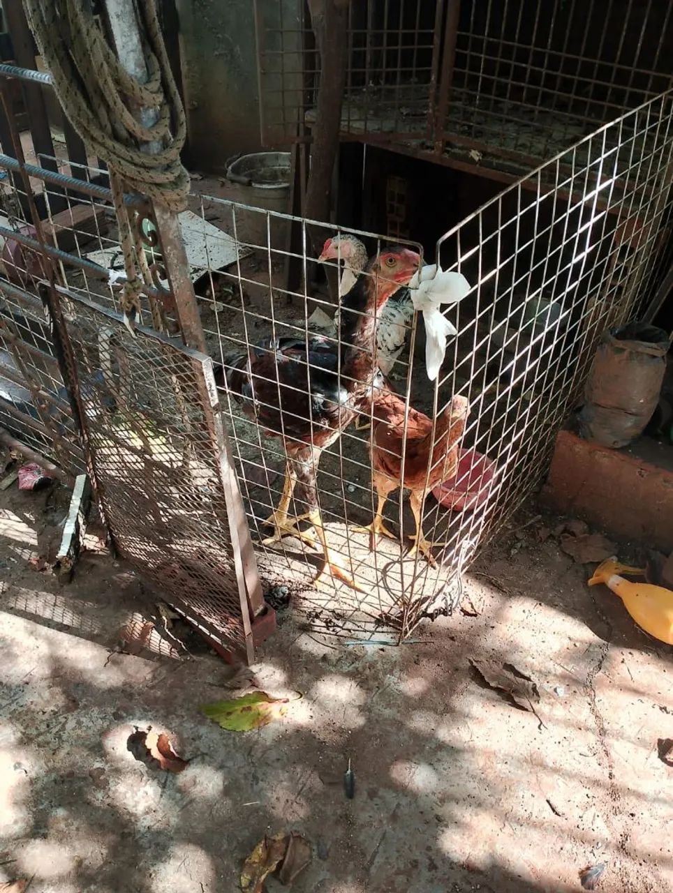 Galinha caipira de raça galo - Foto 3