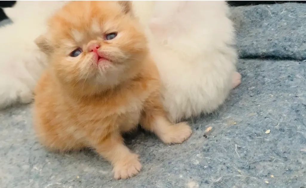 Filhotes de gato persa exótico show disponíveis para reserva