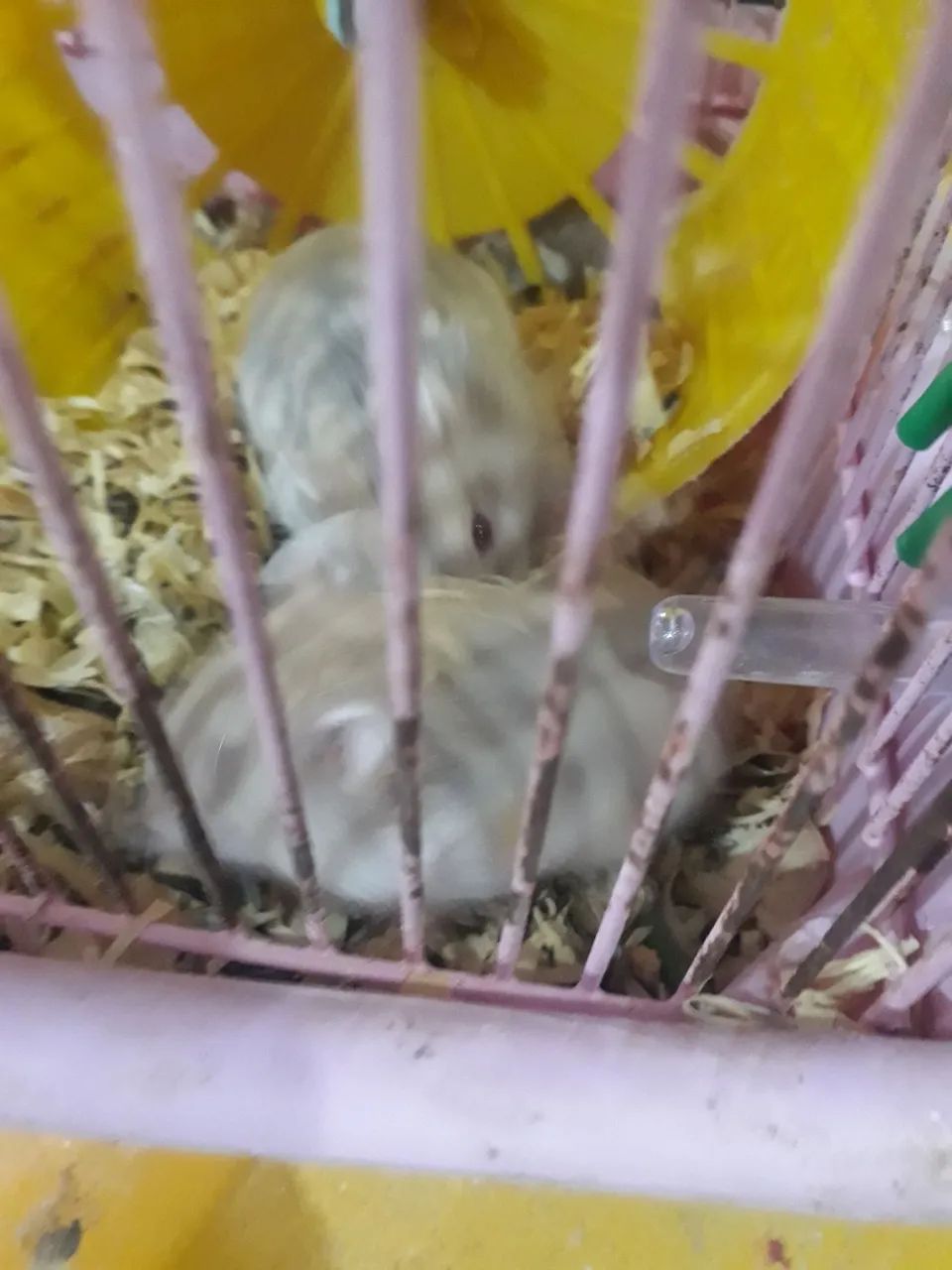 Anão russo - Foto 4