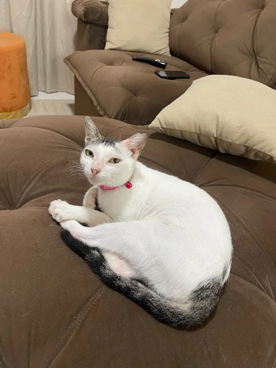 Gatinha castrada super dócil 