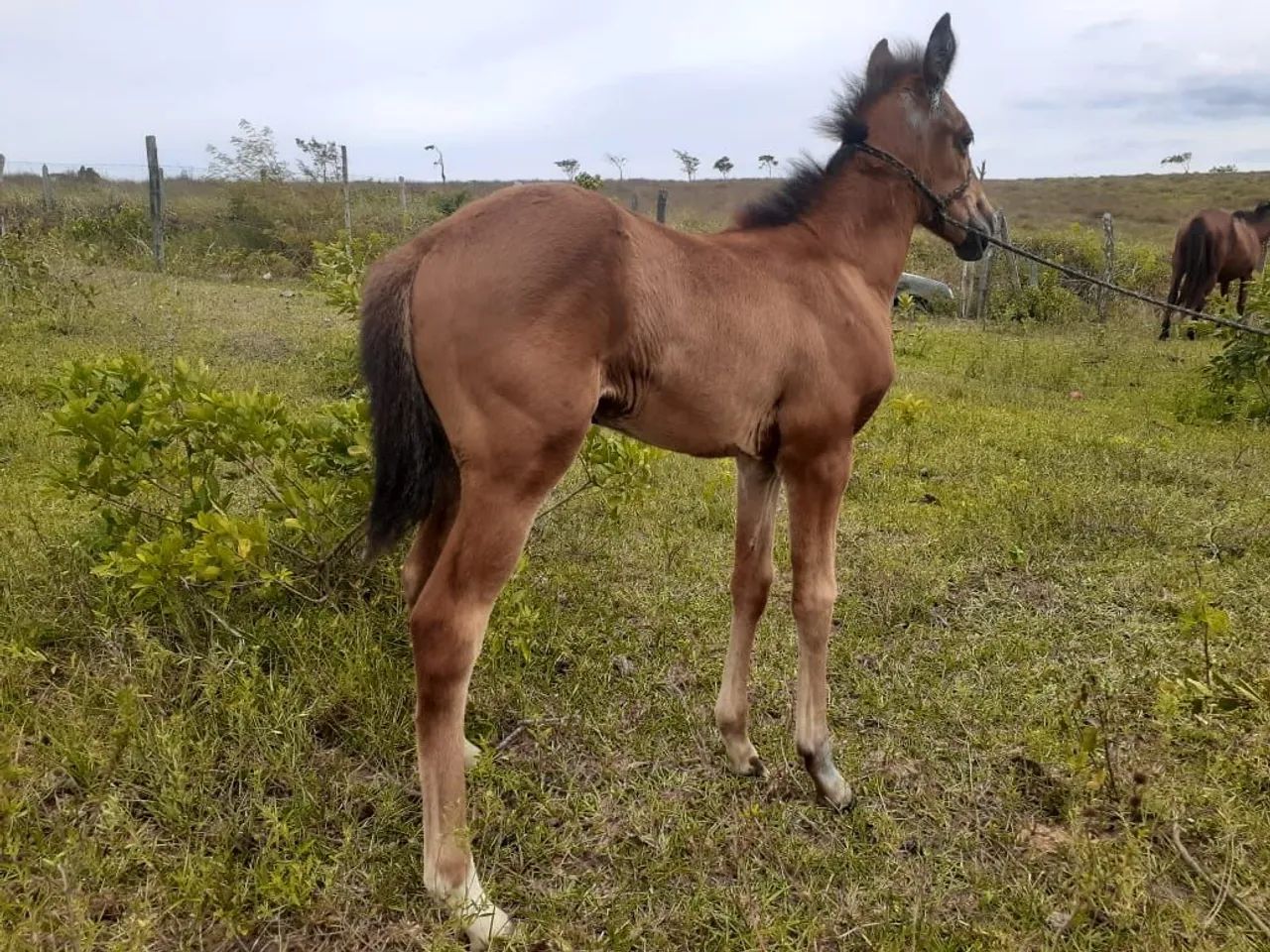 Égua e potra QM - Foto 5