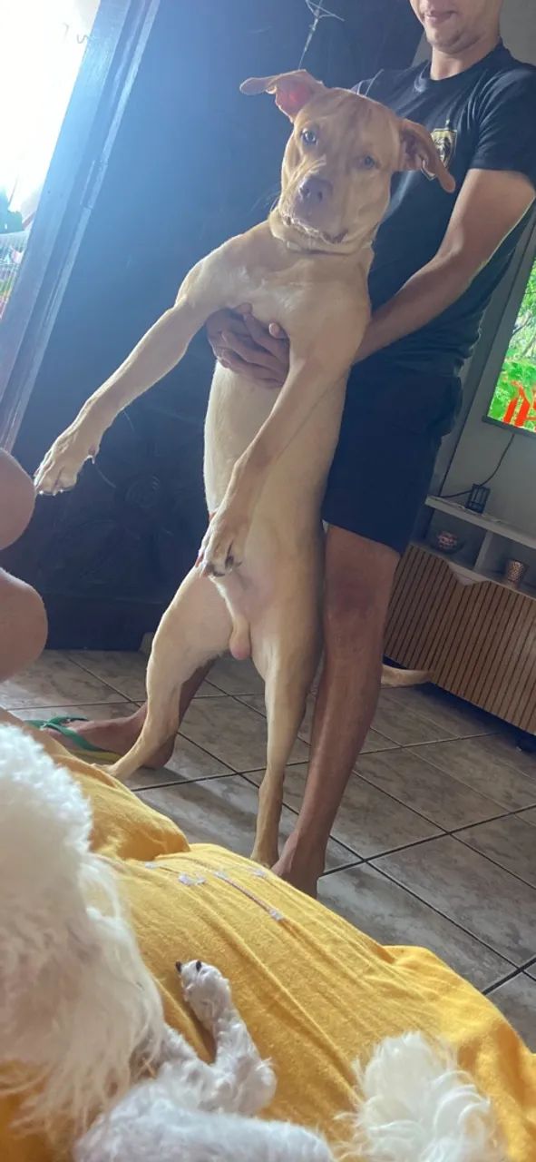 Doação pitbul - Foto 3