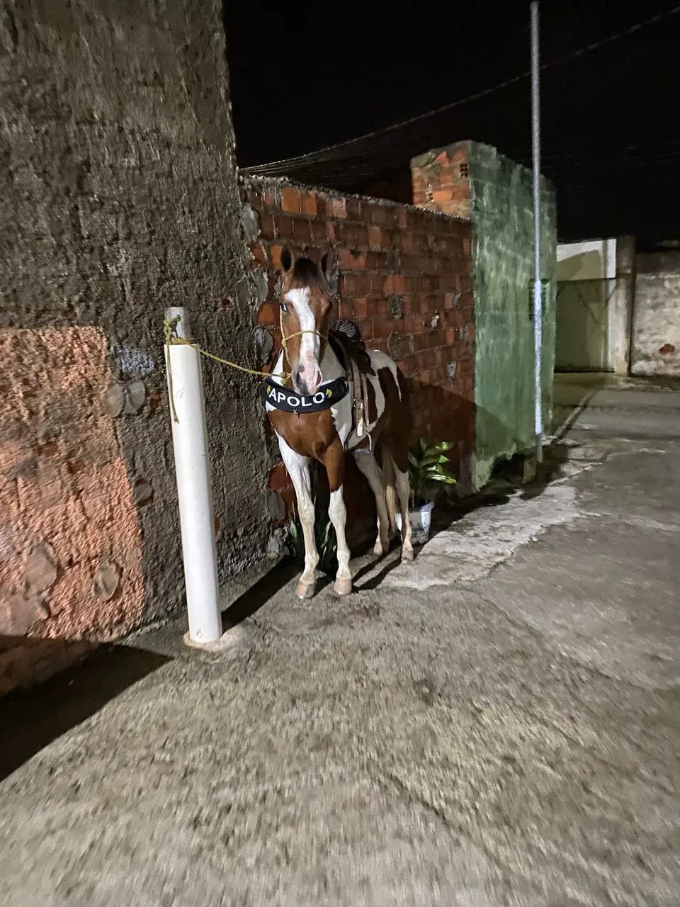 Potro Paint Horse - Foto 4