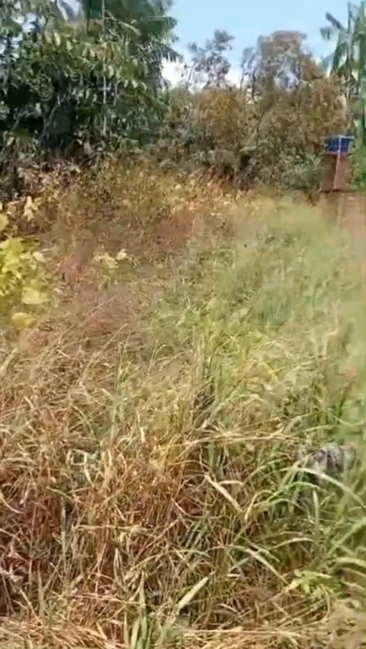 Vendo terreno em augusto corrêa  - Foto 2