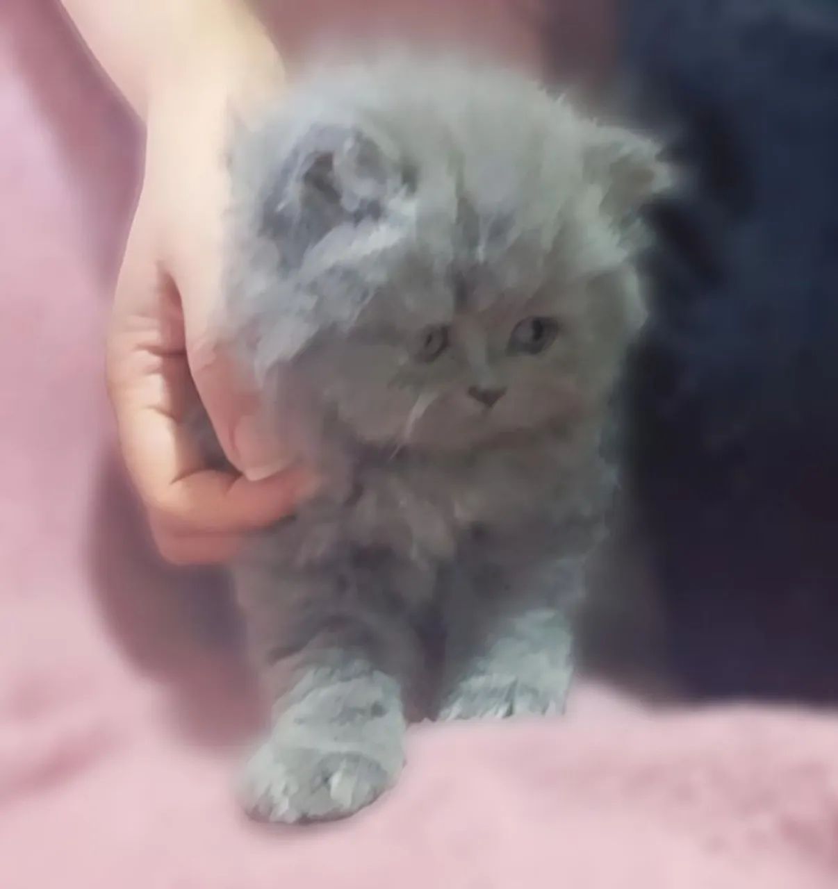 Gato persa legítimo pelagem muito macia  - Foto 2