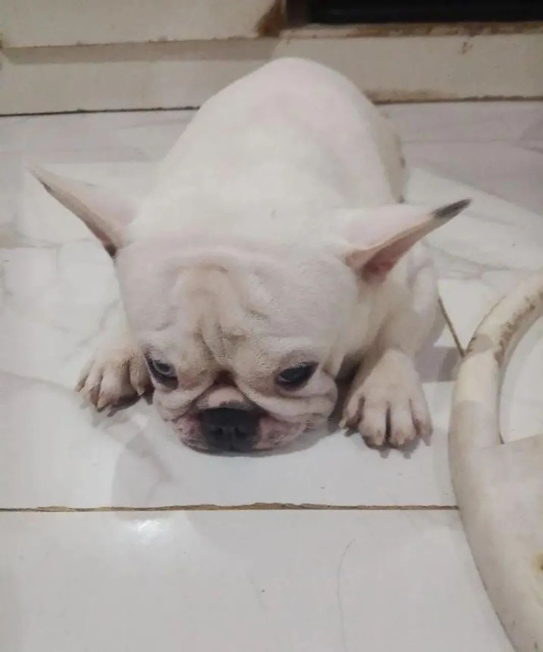 Bulldog Francês para cruzar  - Foto 4