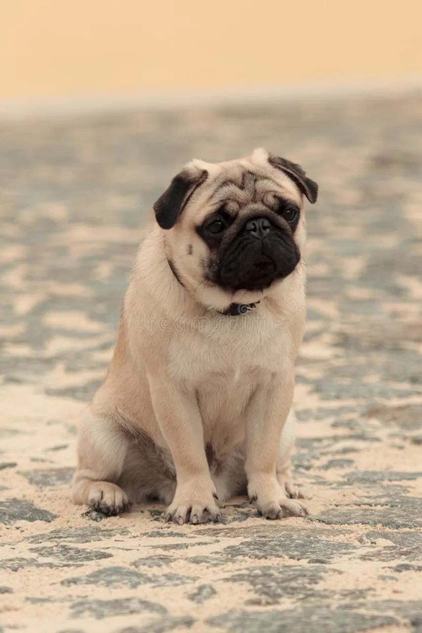 Vendo pug macho 2 anos 