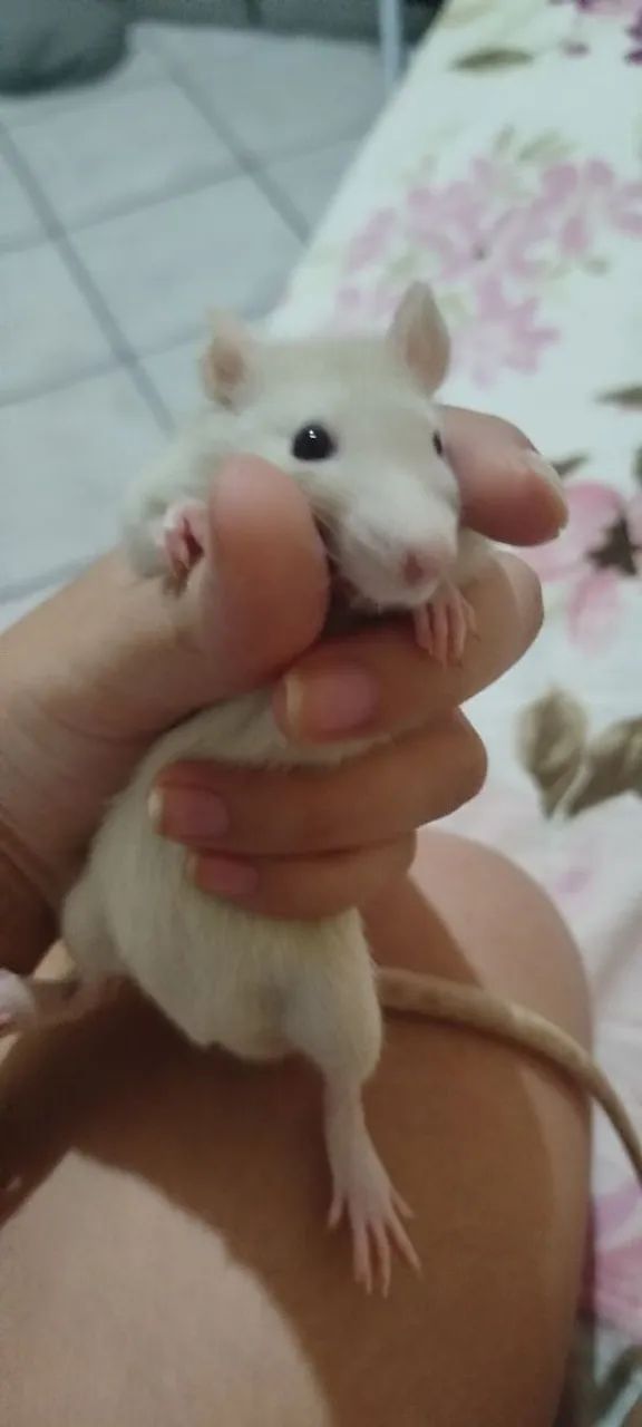 Rato Twister  - Foto 3