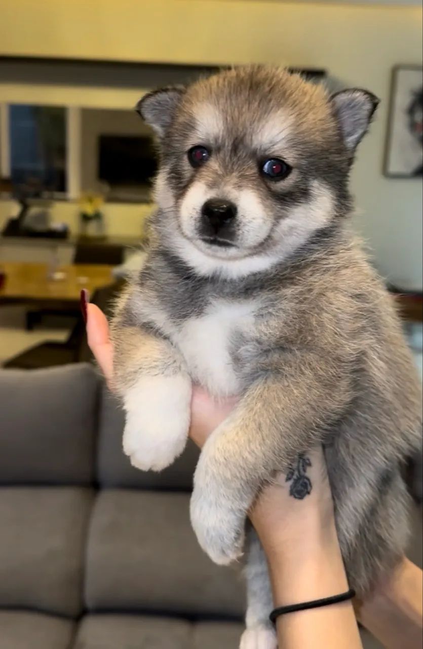 Filhotes de Pomsky com Pedigree - Foto 4