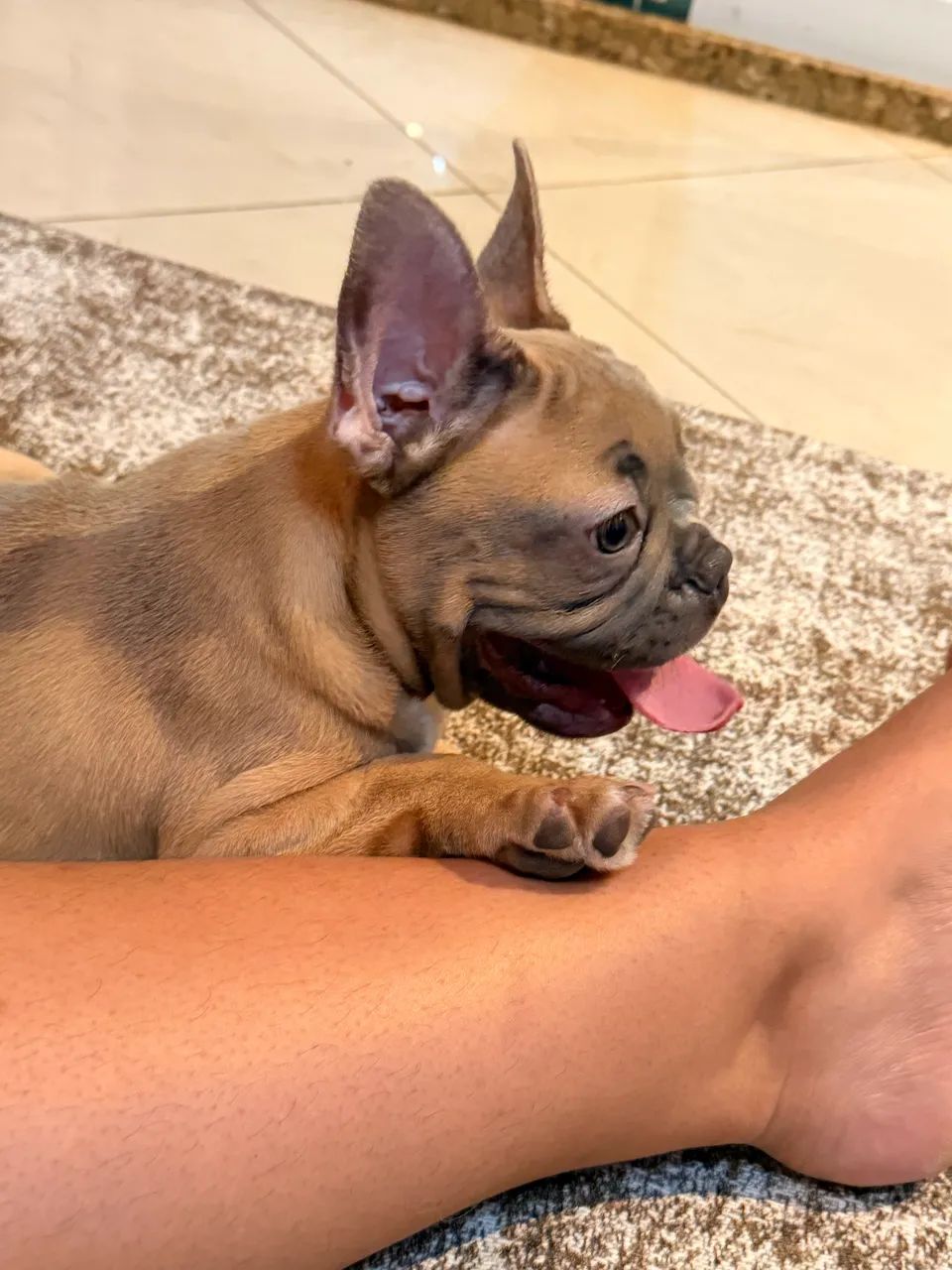 Buldogue francês exótico 