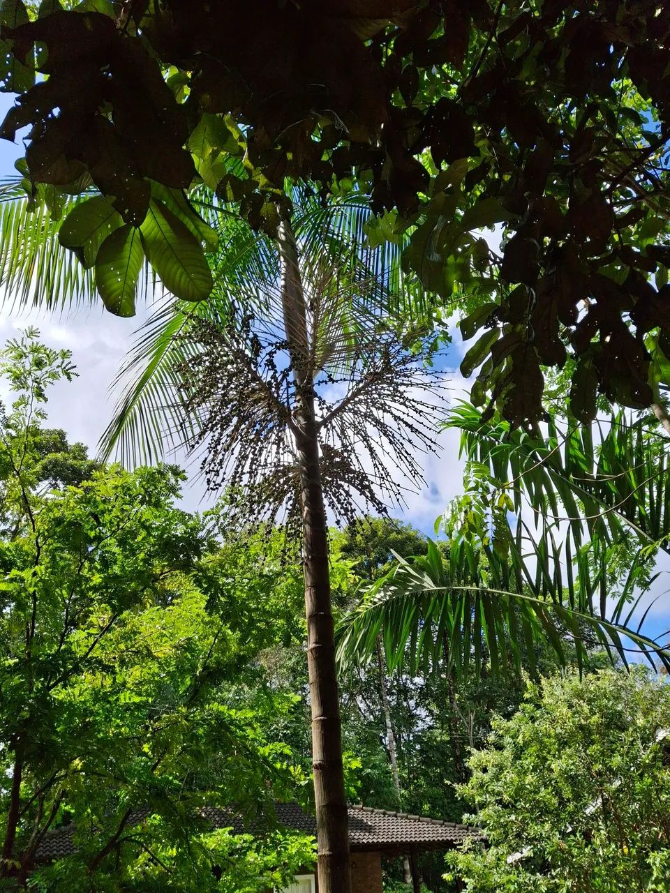 VENDO LOTE COND RURAL AMAZONFLORA- BENEVIDES/PA - Foto 11