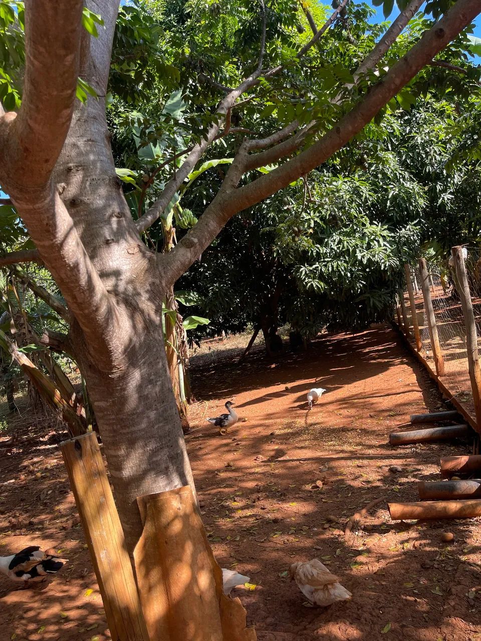 Chácara a venda(Bonfinópolis) - Foto 2