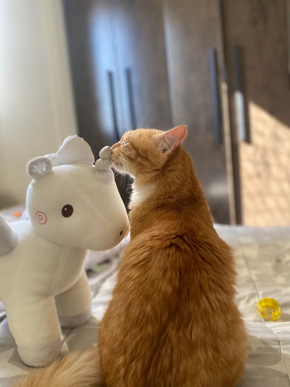 Adoção gato - Foto 5