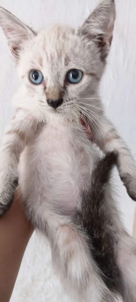 Gatos - Foto 3
