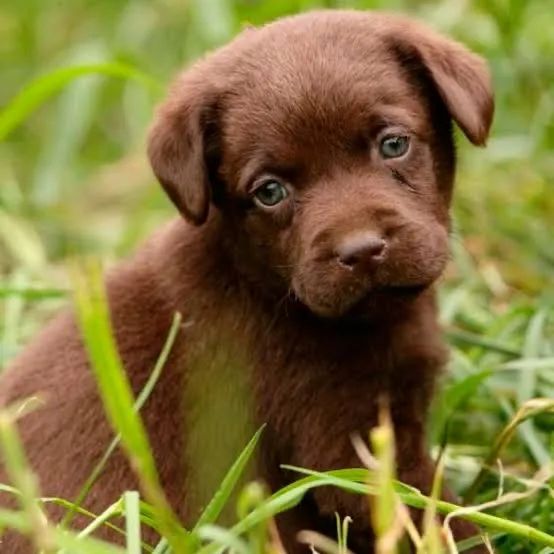 Labrador atendo e com visão especial 
